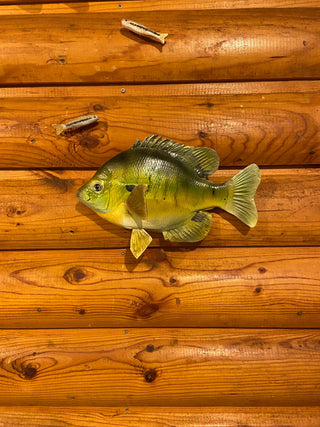 Bluegill - 8 inch