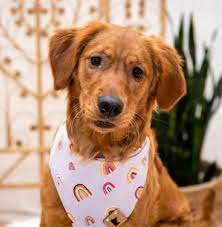 Large Pet Bandana