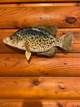 Crappie - 13 Inch