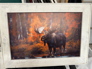 Moose print