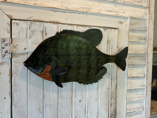 sunfish  (LG). 1/2” color