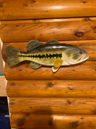 Largemouth Bass - 19 inch