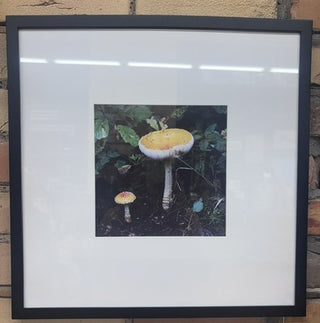 Mushroom-Brown's Creek Trail