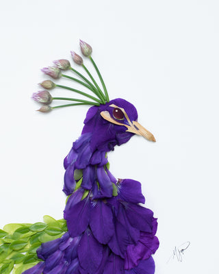 Peacock Nature Art Print