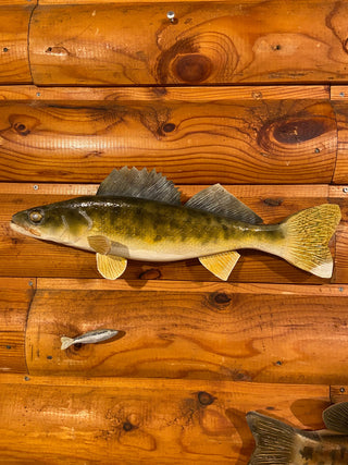 Walleye - 17 Inch