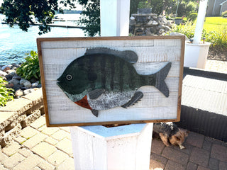 Sunfish colored